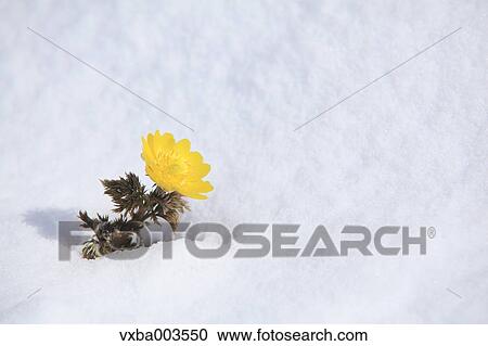 Adonis in snow View Large Photo Image Stock Image - Adonis in snow. Fotosearch