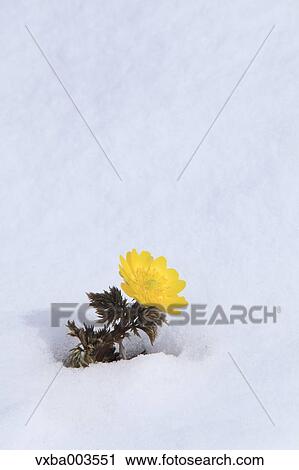 Adonis in snow View Large Photo Image Stock Image - Adonis in snow. Fotosearch