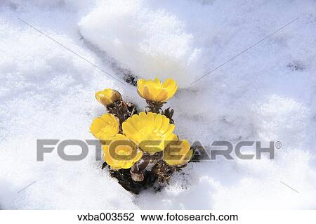 Adonis in snow View Large Photo Image Stock Image - Adonis in snow. Fotosearch
