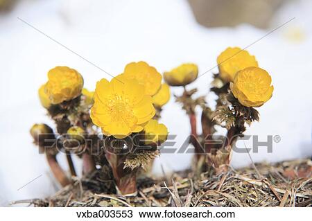 Adonis in snow View Large Photo Image Stock Image - Adonis in snow. Fotosearch
