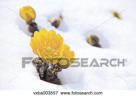 Adonis in snow View Large Photo Image Stock Photo - Adonis in snow. Fotosearch