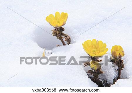 Adonis in snow View Large Photo Image Stock Photo - Adonis in snow. Fotosearch