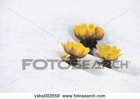 Adonis in snow View Large Photo Image Stock Photo - Adonis in snow. Fotosearch