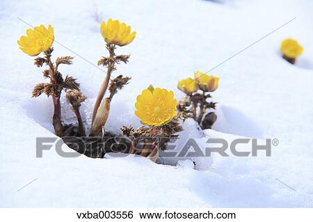 Adonis in snow View Large Photo Image Stock Photograph - Adonis in snow. Fotosearch