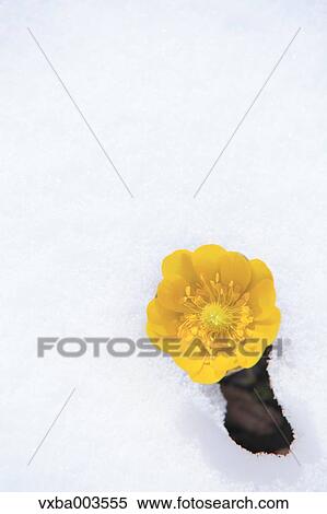 Adonis in snow View Large Photo Image Stock Photography - Adonis in snow. Fotosearch