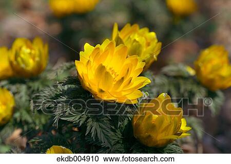 Adonis View Large Photo Image Stock Image - Adonis. Fotosearch