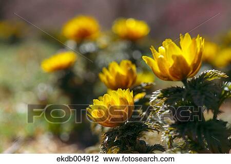Adonis View Large Photo Image Stock Image - Adonis. Fotosearch