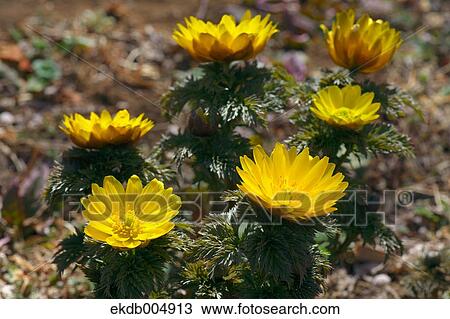 Adonis View Large Photo Image Stock Image - Adonis. Fotosearch