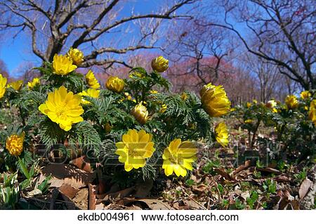 Adonis View Large Photo Image Stock Image - Adonis. Fotosearch