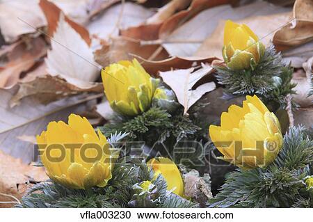 Adonis View Large Photo Image Stock Image - Adonis. Fotosearch