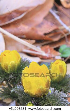 Adonis View Large Photo Image Stock Image - Adonis. Fotosearch
