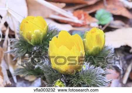 Adonis View Large Photo Image Stock Image - Adonis. Fotosearch
