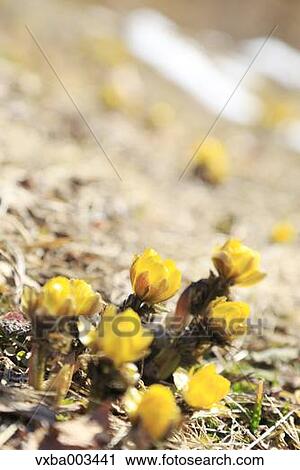 Adonis View Large Photo Image Stock Image - Adonis. Fotosearch