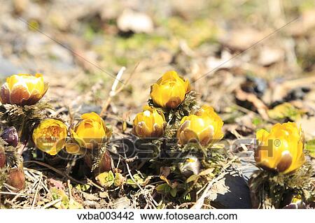 Adonis View Large Photo Image Stock Image - Adonis. Fotosearch