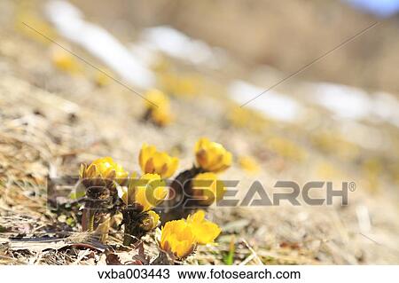 Adonis View Large Photo Image Stock Image - Adonis. Fotosearch