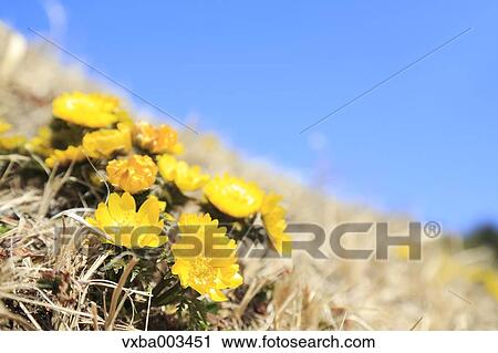 Stock Image - Adonis. Fotosearch