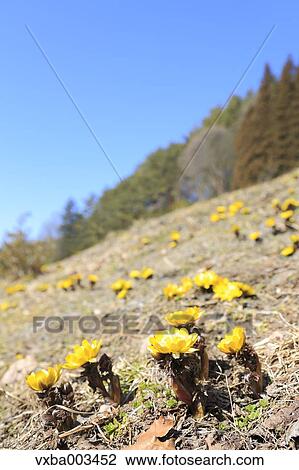 Adonis View Large Photo Image Stock Image - Adonis. Fotosearch