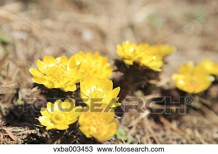 Adonis View Large Photo Image Stock Image - Adonis. Fotosearch