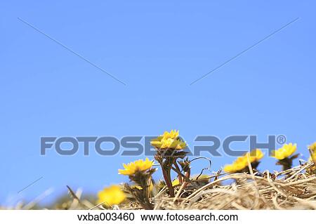 Adonis View Large Photo Image Stock Image - Adonis. Fotosearch