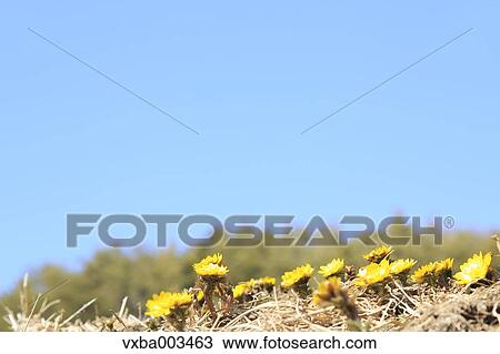 Adonis View Large Photo Image Stock Image - Adonis. Fotosearch