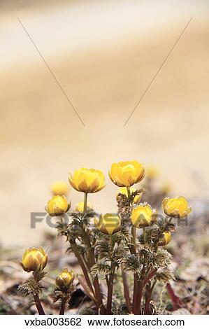 Adonis View Large Photo Image Stock Image - Adonis. Fotosearch