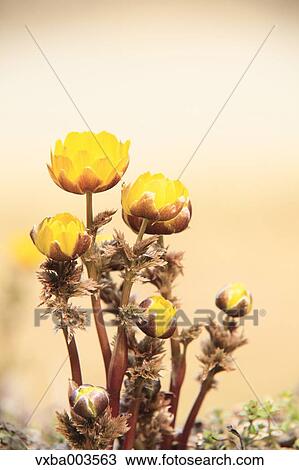 Adonis View Large Photo Image Stock Image - Adonis. Fotosearch