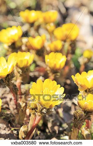 Adonis View Large Photo Image Stock Image - Adonis. Fotosearch