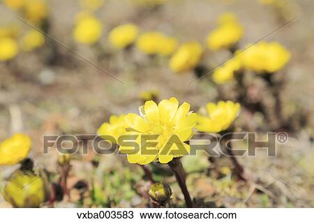 Adonis View Large Photo Image Stock Image - Adonis. Fotosearch