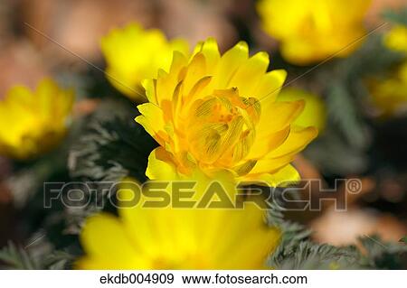 Adonis View Large Photo Image Stock Photo - Adonis. Fotosearch