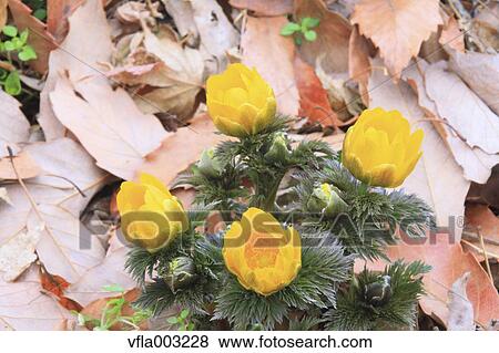 Adonis View Large Photo Image Stock Photo - Adonis. Fotosearch