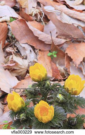 Adonis View Large Photo Image Stock Photo - Adonis. Fotosearch