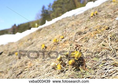 Adonis View Large Photo Image Stock Photo - Adonis. Fotosearch