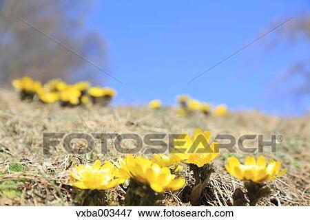 Adonis View Large Photo Image Stock Photo - Adonis. Fotosearch