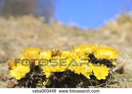 Adonis View Large Photo Image Stock Photo - Adonis. Fotosearch
