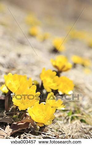 Adonis View Large Photo Image Stock Photo - Adonis. Fotosearch