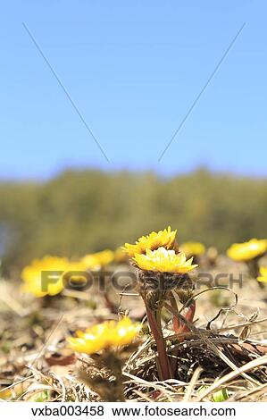 Adonis View Large Photo Image Stock Photo - Adonis. Fotosearch