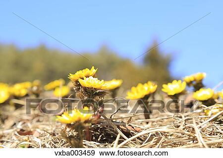 Adonis View Large Photo Image Stock Photo - Adonis. Fotosearch