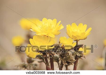 Adonis View Large Photo Image Stock Photo - Adonis. Fotosearch