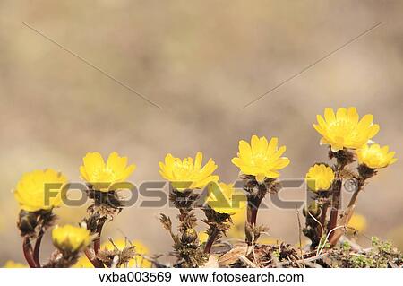 Adonis View Large Photo Image Stock Photo - Adonis. Fotosearch