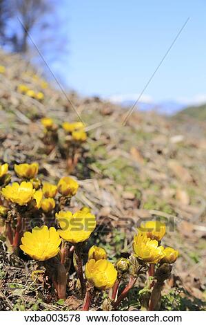 Adonis View Large Photo Image Stock Photo - Adonis. Fotosearch