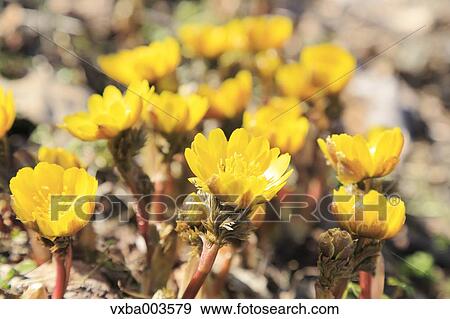 Stock Photo - Adonis. Fotosearch