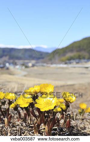 Adonis View Large Photo Image Stock Photo - Adonis. Fotosearch