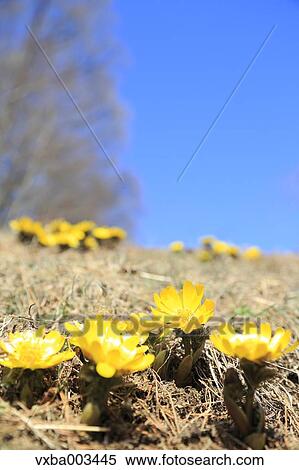 Adonis View Large Photo Image Stock Photography - Adonis. Fotosearch