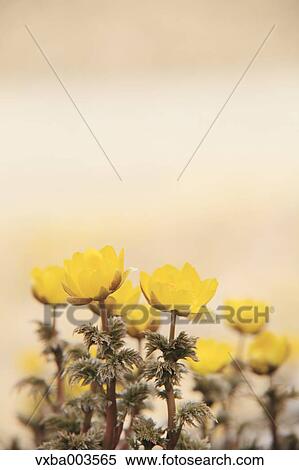 Adonis View Large Photo Image Stock Photography - Adonis. Fotosearch