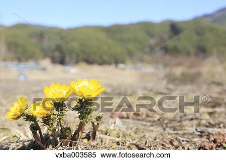 Adonis View Large Photo Image Stock Photography - Adonis. Fotosearch