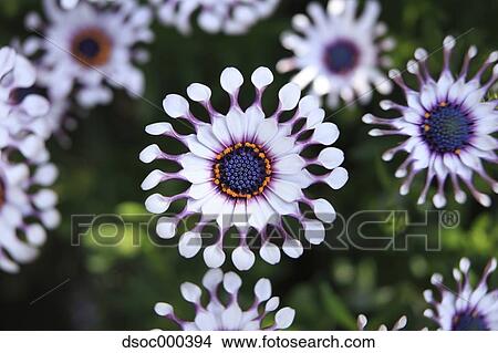 African Daisy View Large Photo Image Picture - African Daisy. Fotosearch