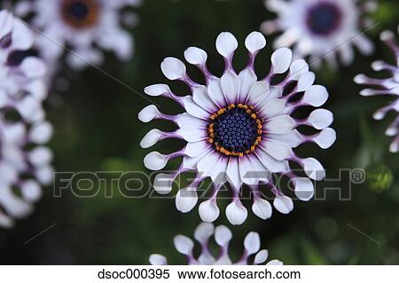 African Daisy View Large Photo Image Stock Photography - African Daisy. Fotosearch