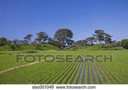 Akita Prefecture, Japan View Large Photo Image Stock Photo - Akita Prefecture, Japan. Fotosearch