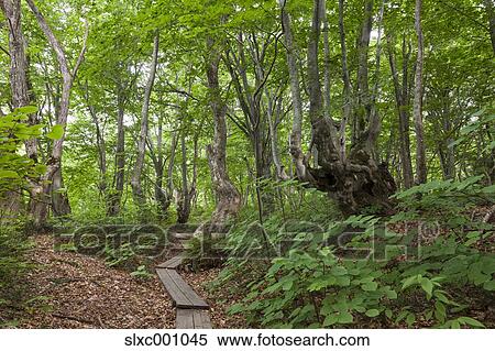 Akita Prefecture, Japan View Large Photo Image Stock Photography - Akita Prefecture, Japan. Fotosearch
