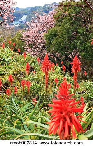 Aloe Flower View Large Photo Image Picture - Aloe Flower. Fotosearch